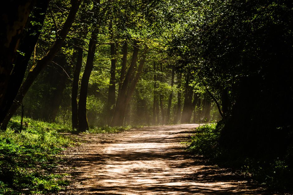 Trilha na floresta iluminada pelo sol da manhã